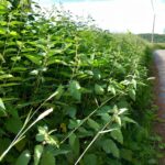 Observation des plantes tout au long du chemin