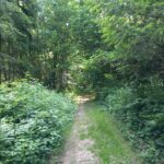 Retour à Saint-Georges par la forêt