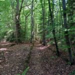 Descente sous les arbres