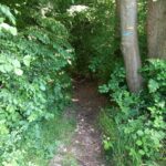 Entrée dans la forêt