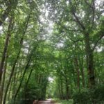 Forêt du Bois d'Alençon
